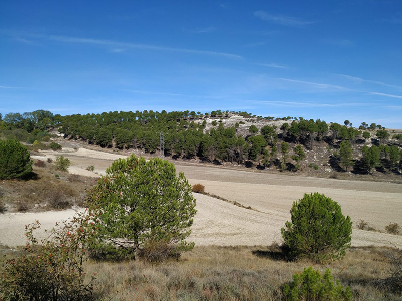 Las plantaciones mediterráneas de Pinus en la Argentina y España: características y debate ambientales