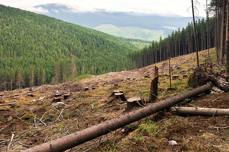 Relación entre el cambio climático y los incendios forestales