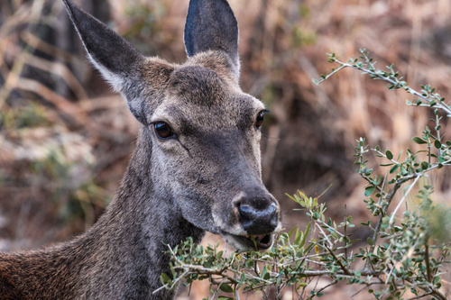 Sin consenso social sobre la forma de control idónea ante la sobrepoblación de algunos animales en parques nacionales