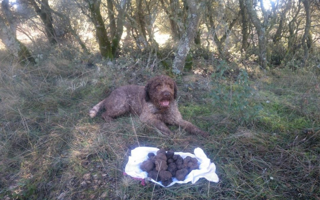 Las setas y trufas de Palencia, de enhorabuena