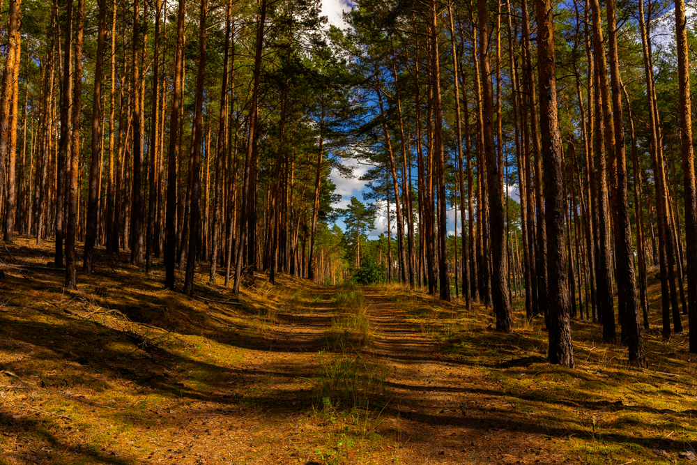 El Campus de Palencia acoge el XV Foresters Meeting