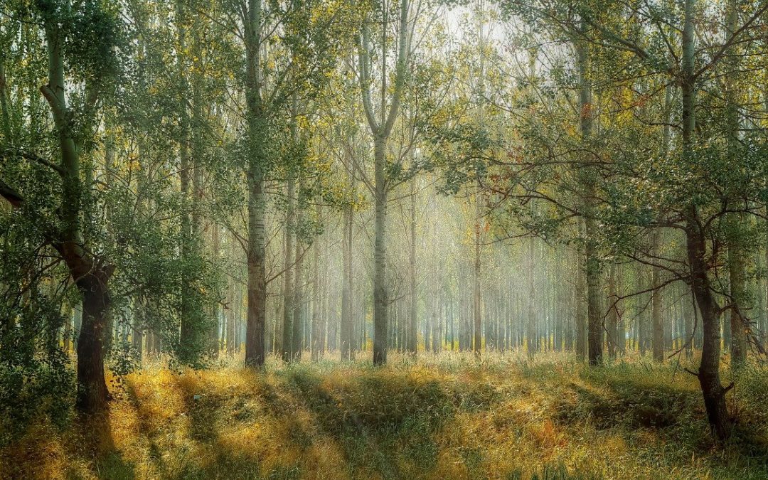 La Universidad de Valladolid y la Universidad Nacional de Colombia crean un doble Máster en Gestión Forestal