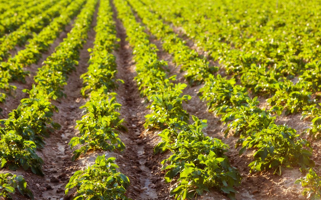 Las poblaciones de topillos modulan el riesgo de tularemia en el medio agrario