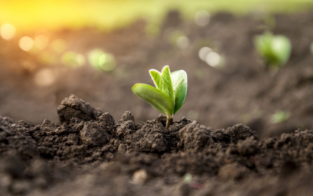 Investigadores de la ETSIIAA y del iuFOR informan en el Día Mundial del Suelo de la «delicada situación de la piel del planeta» y de la función que cumplen