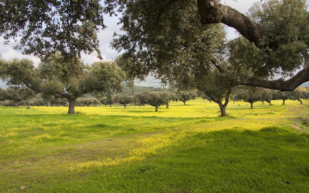 Investigadores de la UVa detectan hongos «insecticidas» que podrían utilizarse en el control de plagas y enfermedades forestales
