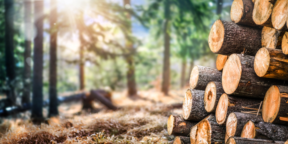 Los trabajos forestales para obtener productos de madera son una herramienta eficaz para luchar contra el cambio climático