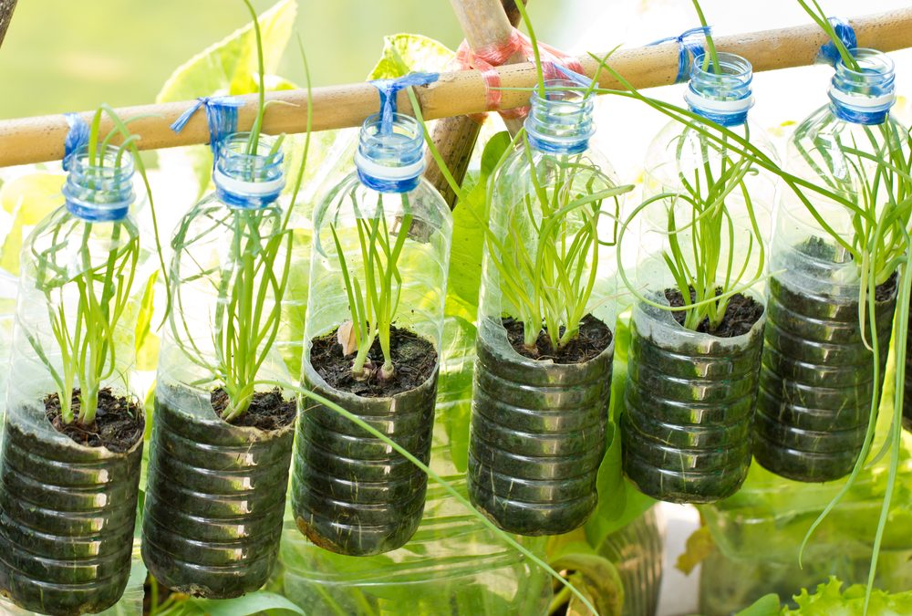Una jornada online del proyecto europeo Cityzen promociona la agricultura urbana en patios escolares
