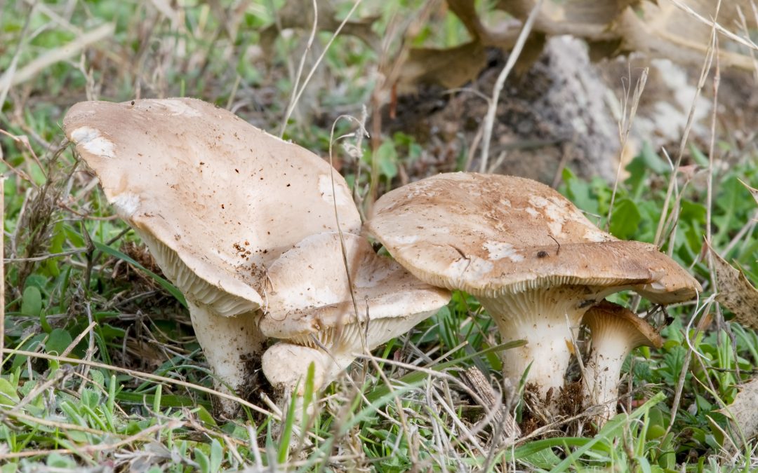 Se cumplen las buenas perspectivas micológicas en esta temporada otoñal en Castilla y León