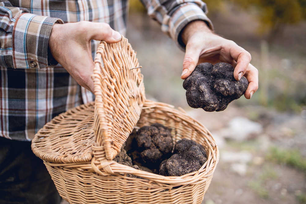 Las trufas del frío que apagan los incendios del verano