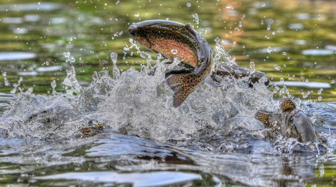 La temperatura del agua y la velocidad del flujo influyen en la capacidad de natación de los peces