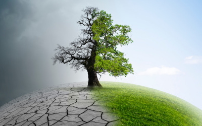 Dos profesores de la UVa participan en un estudio publicado por Nature sobre qué arboles están más adaptados frente al cambio climático