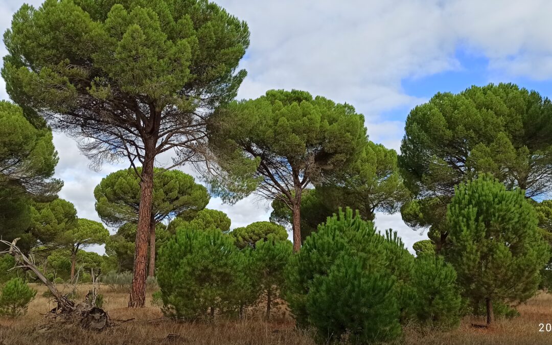 La ciencia forestal se conecta con la gestión en una jornada de transferencia organizada por la Unidad Asociada Gestión Forestal Sostenible de la UVa y el CSIC