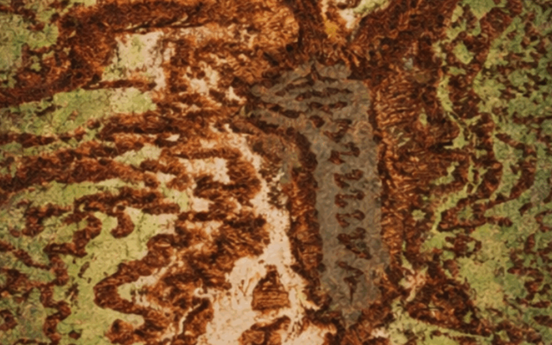 Exposición ‘Huellas del cambio global bajo la corteza: galerías ocultas de un bosque en transformación’