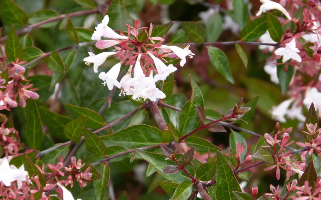 Presentación del Arboreto del Campus de Palencia